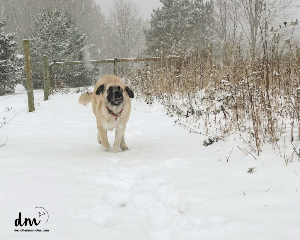 a brown dog with a black nose running in the snow