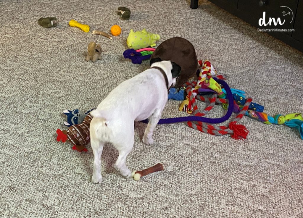 a white dog sniffing a pile of pet toys