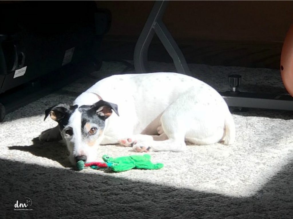 a white dog sitting in the sun with a green toy