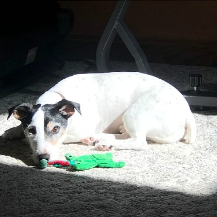 a white dog sitting in the sun with a green toy