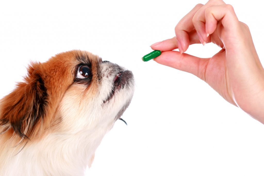 Dog and hand with pill isolated over white.