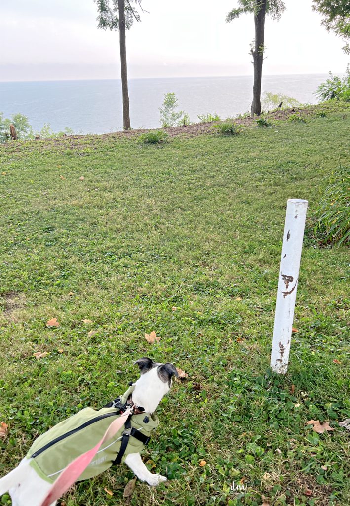 a dog on a leash looking out over water