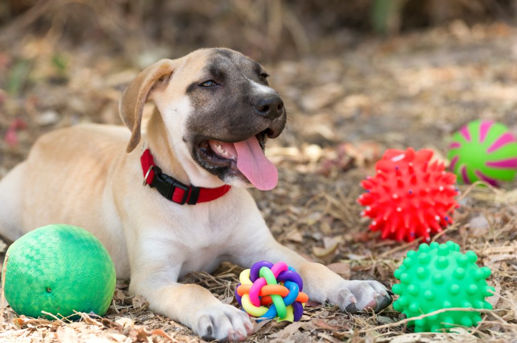 a dog lying down near a collection of pet toys
