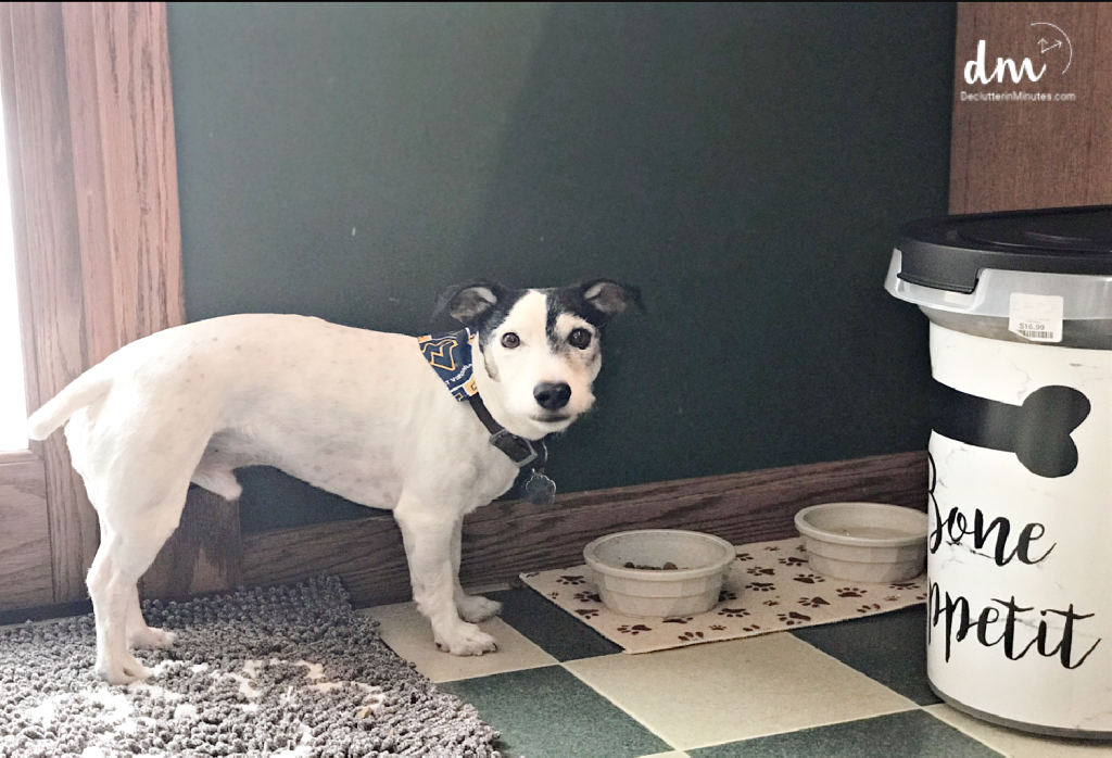a dog near a bowl of food and a large container of food