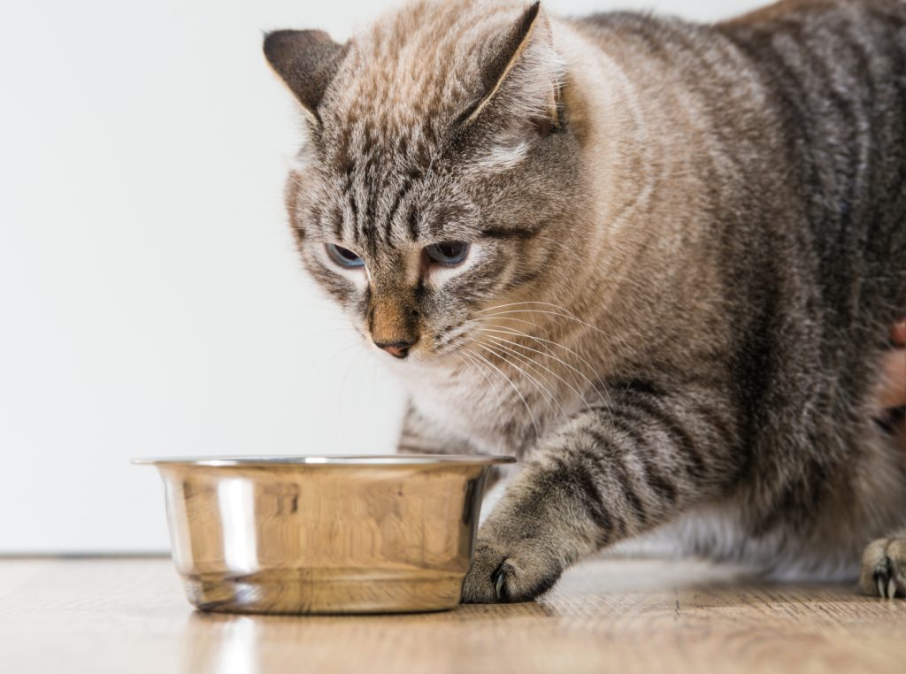 Portrait of a purebred striped cat pet and cat food on a gray