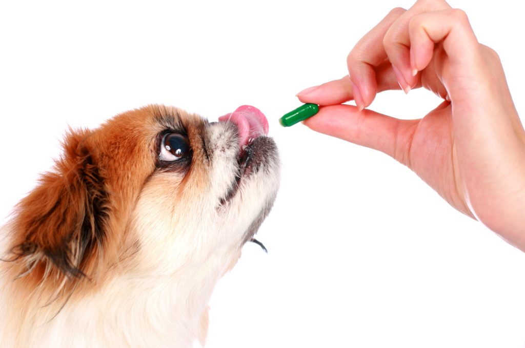 Dog and hand with pill isolated over white.