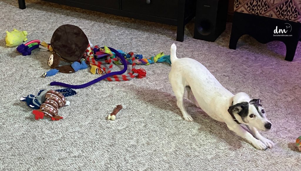 a white dog stretching around a mess of pet toys