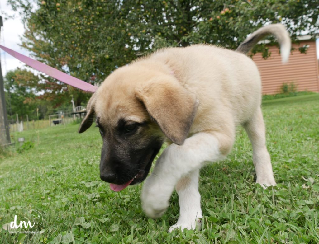 puppy walking on a leash