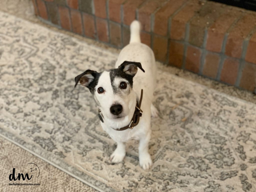 a white and black dog looking up at the camera