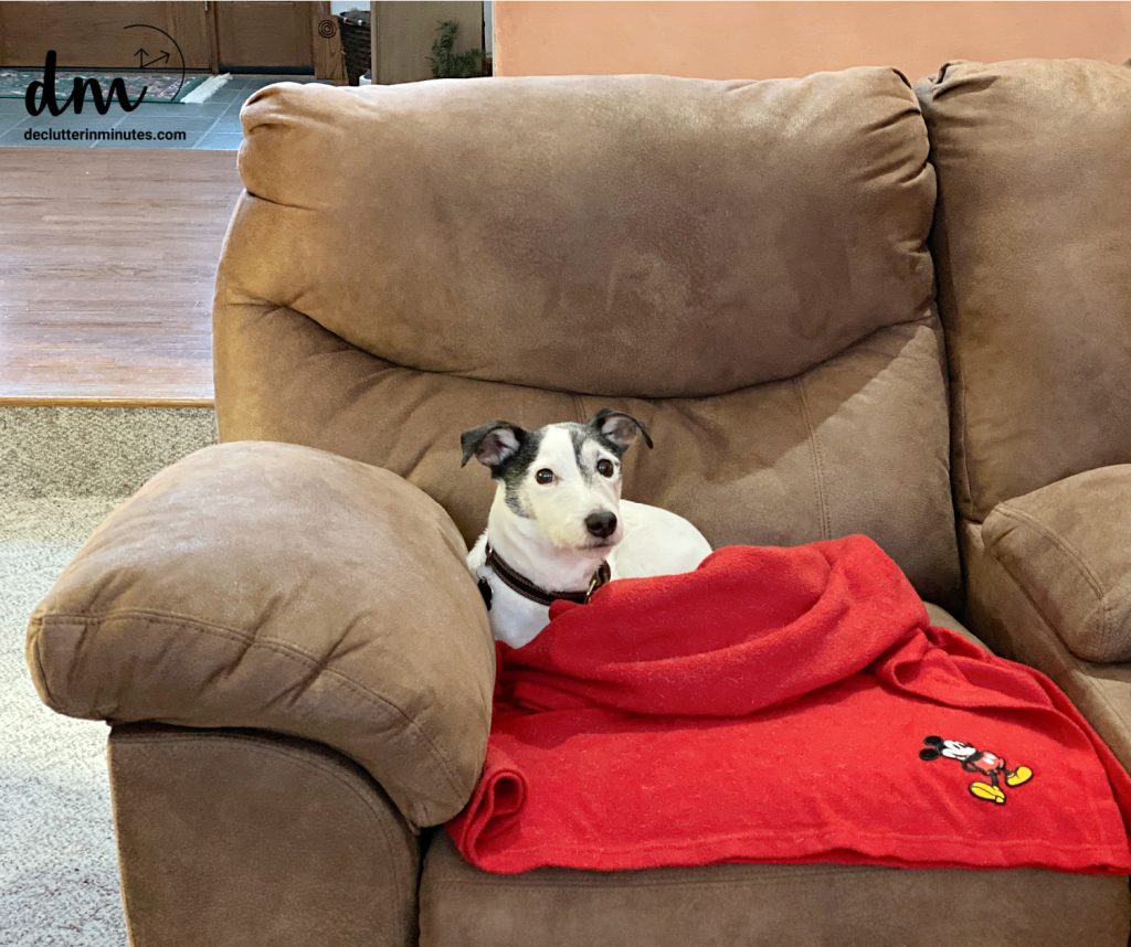 a white and black dog on a red blanket sleeping on a brown couch