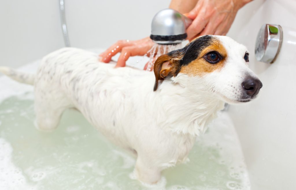 Jack Russell dog taking a bath in a bathtub