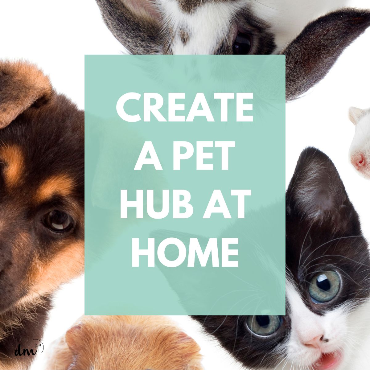 setting up a pet hub