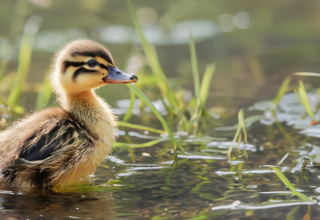 a baby duckling in a water area 