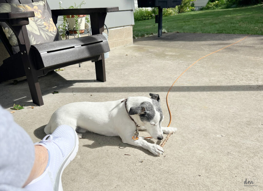 puppy laying in the sun chewing on a stick